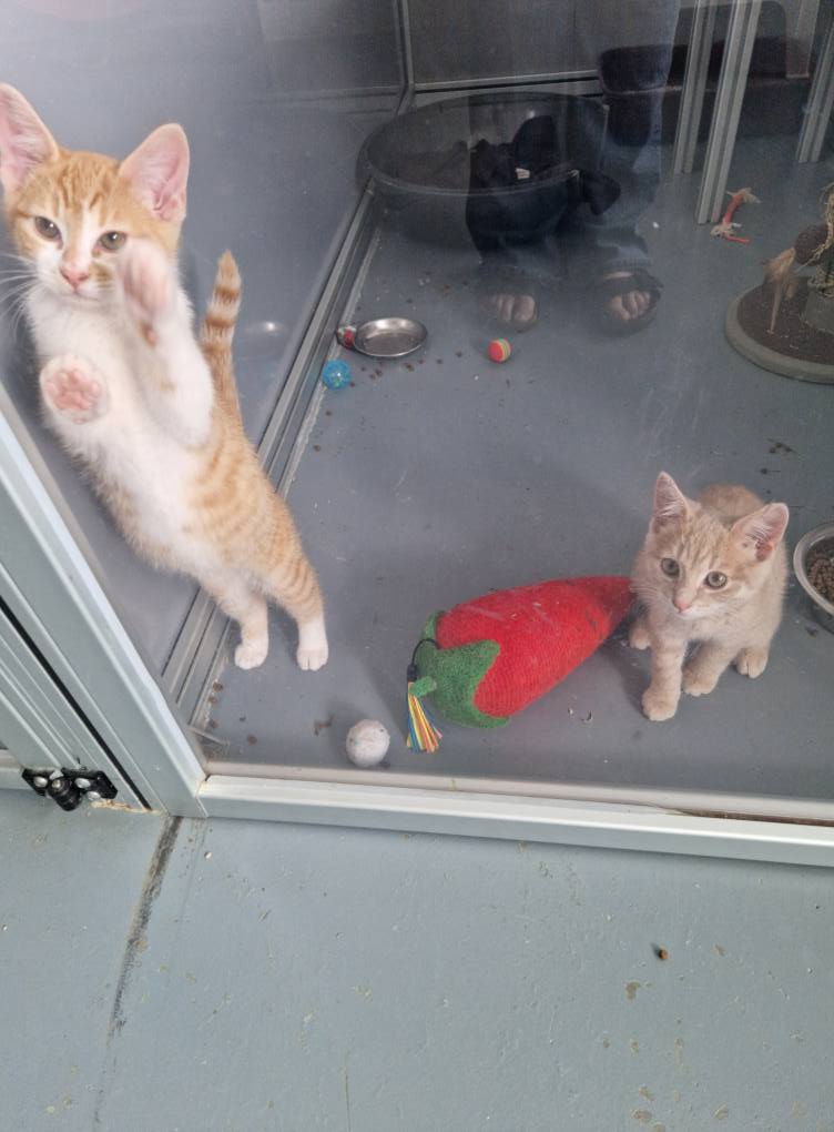 GalwaySPCA's tweet image. Here's a little morning cuteness.
#GalwaySPCA
#AdoptDontShop
#IfYouFeedDontLetThemBreed