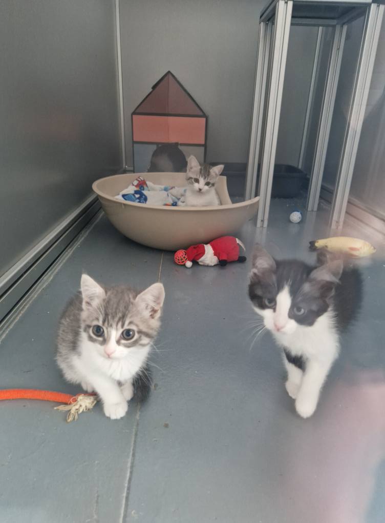 GalwaySPCA's tweet image. Here's a little morning cuteness.
#GalwaySPCA
#AdoptDontShop
#IfYouFeedDontLetThemBreed