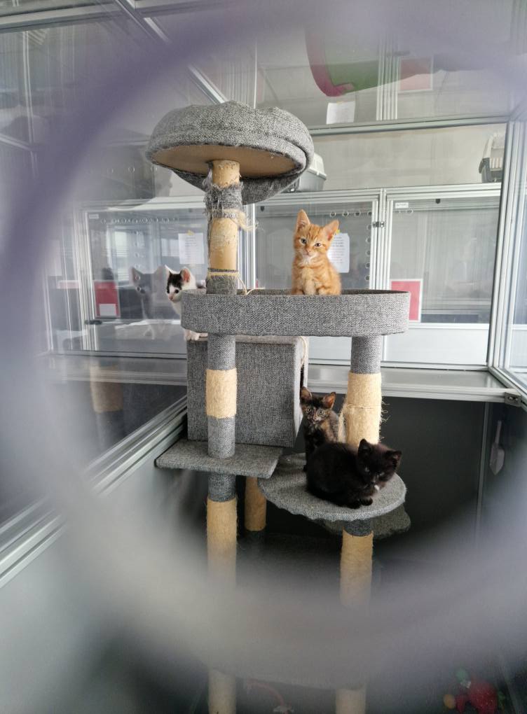 GalwaySPCA's tweet image. Here's a little morning cuteness.
#GalwaySPCA
#AdoptDontShop
#IfYouFeedDontLetThemBreed