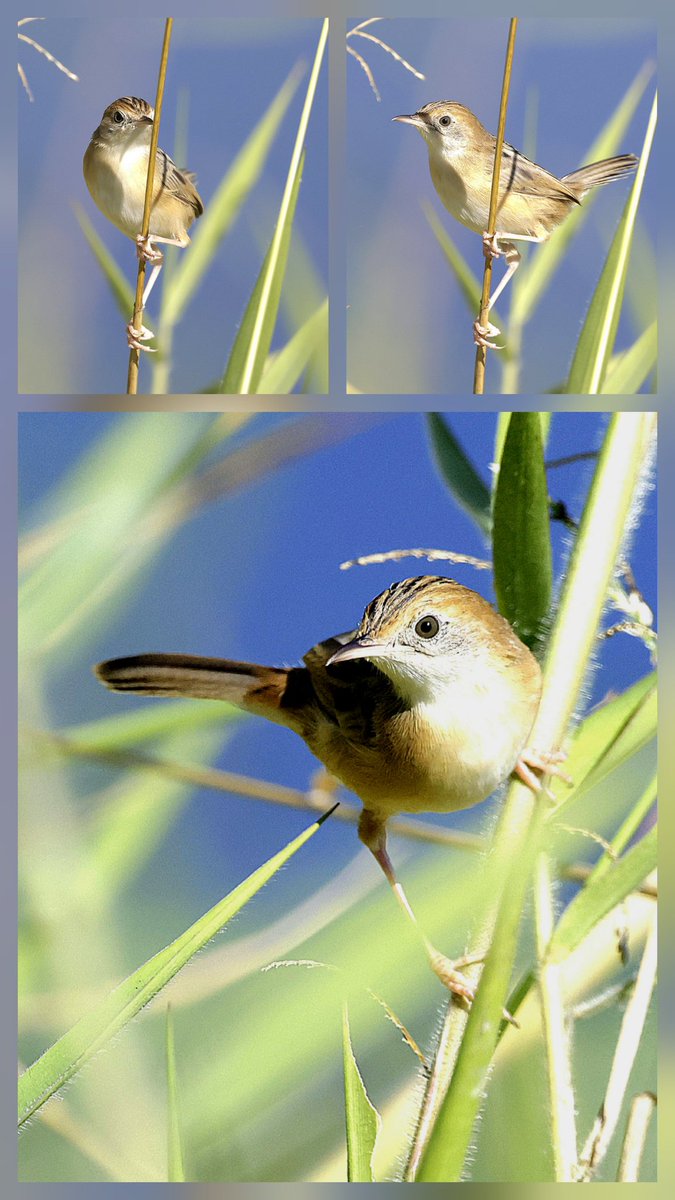 PhilNovis's tweet image. Golden Headed Cisticola, QLD,  Australia
