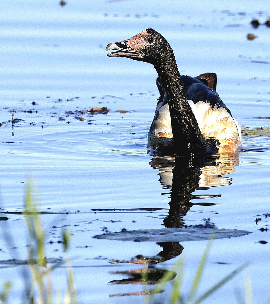 PhilNovis's tweet image. Magpie Goose, QLD,  Australia
