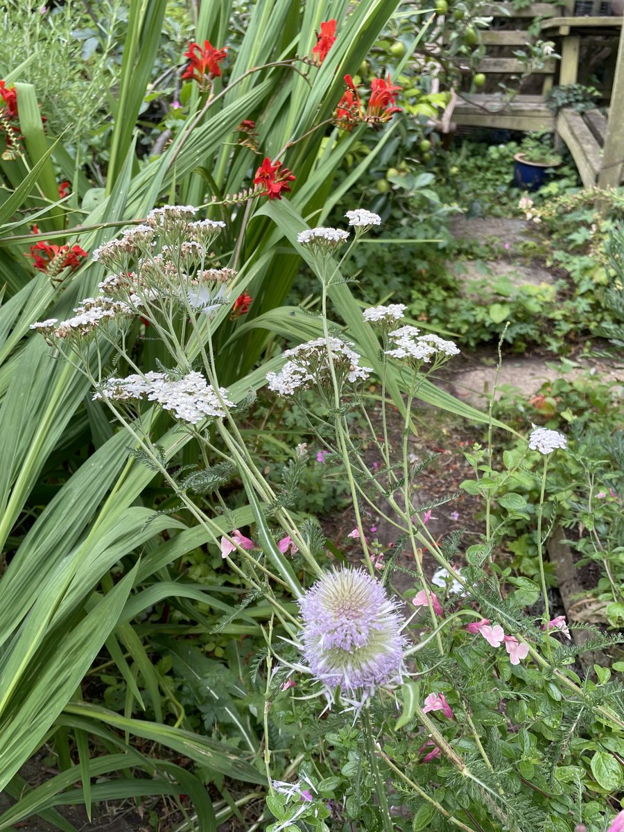 helen21206699's tweet image. Good morning from my little #cottage #garden