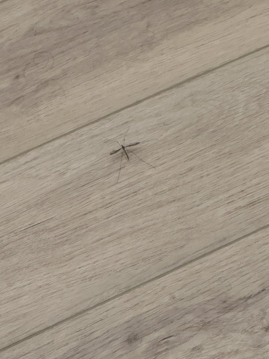 I don’t like this big ass mosquito