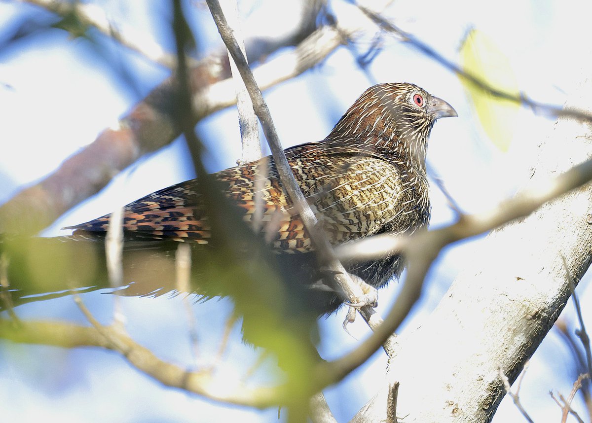 PhilNovis's tweet image. Pheasant Coucal. Real skulkers, QLD,  Australia