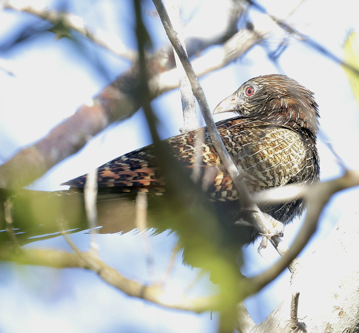 PhilNovis's tweet image. Pheasant Coucal. Real skulkers, QLD,  Australia