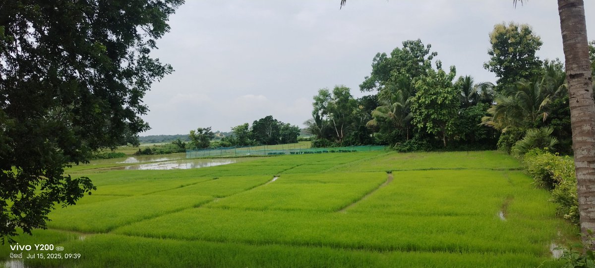 ସୁନାର ଫସଲ...