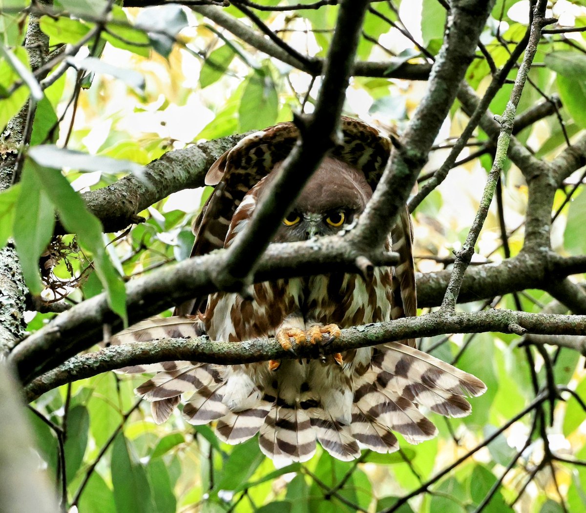 #野鳥　#アオバズク　#スサー
#エンジェルポーズ

葉隠れスサー と 枝被りエンジェル …  😂😂😂💦

Brown Hawk Owl