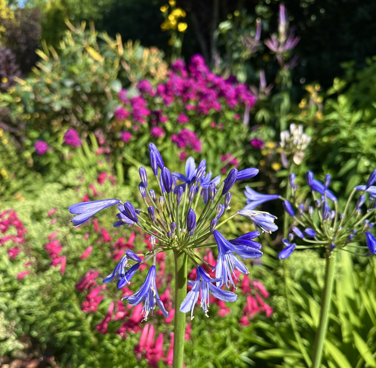 PotteringPolly's tweet image. I was given a number of  Agapanthus plants a couple of years ago &amp;amp; boy have they loved the heat-wave this year 💙🌿

They are in pots around the garden so are coming out at different rates 🌿💙💙💙🌿 

#TuesdayBlue #Agapanthus #blueflowers