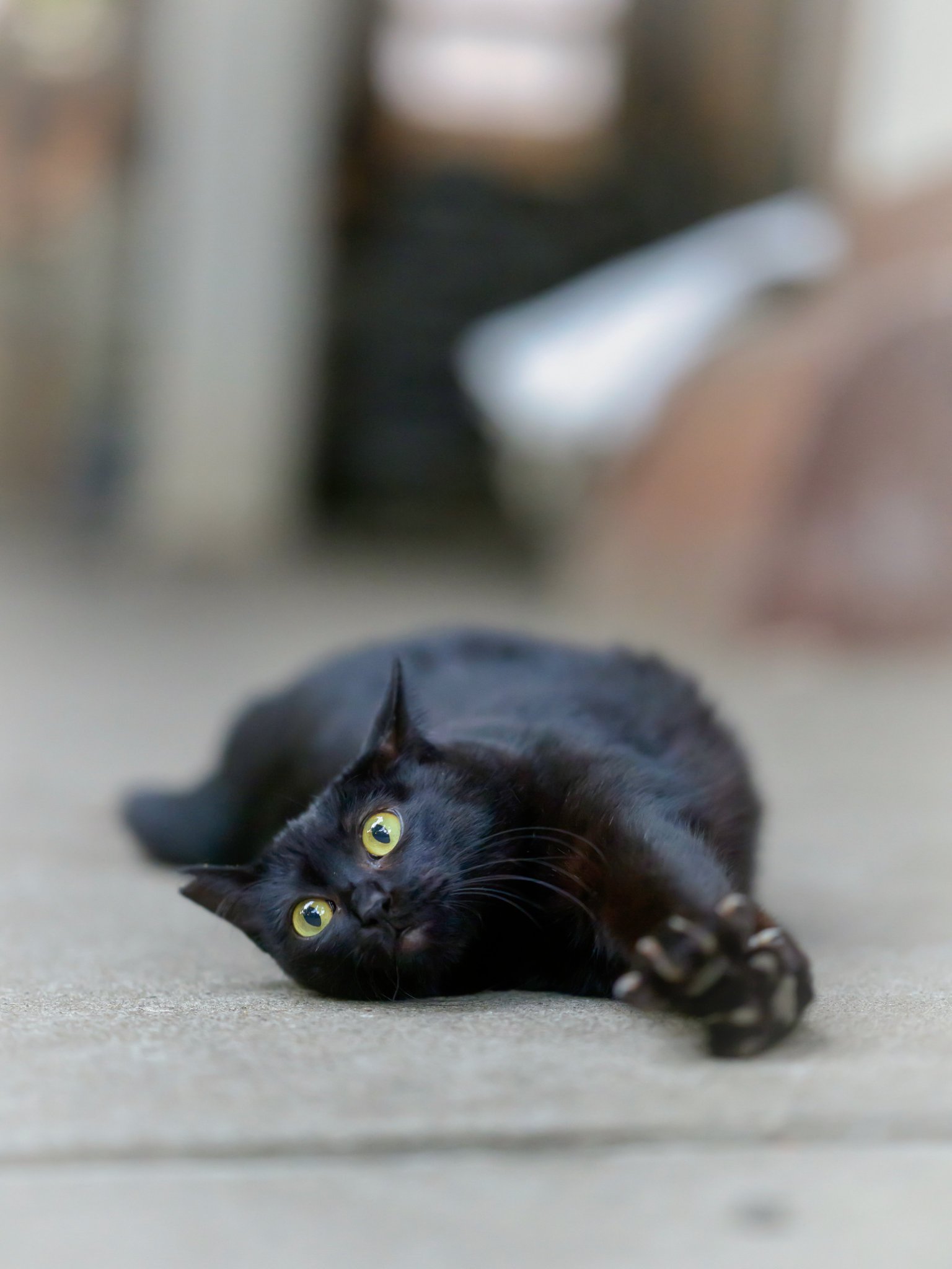 黒猫 2 またたび2号 on X: 