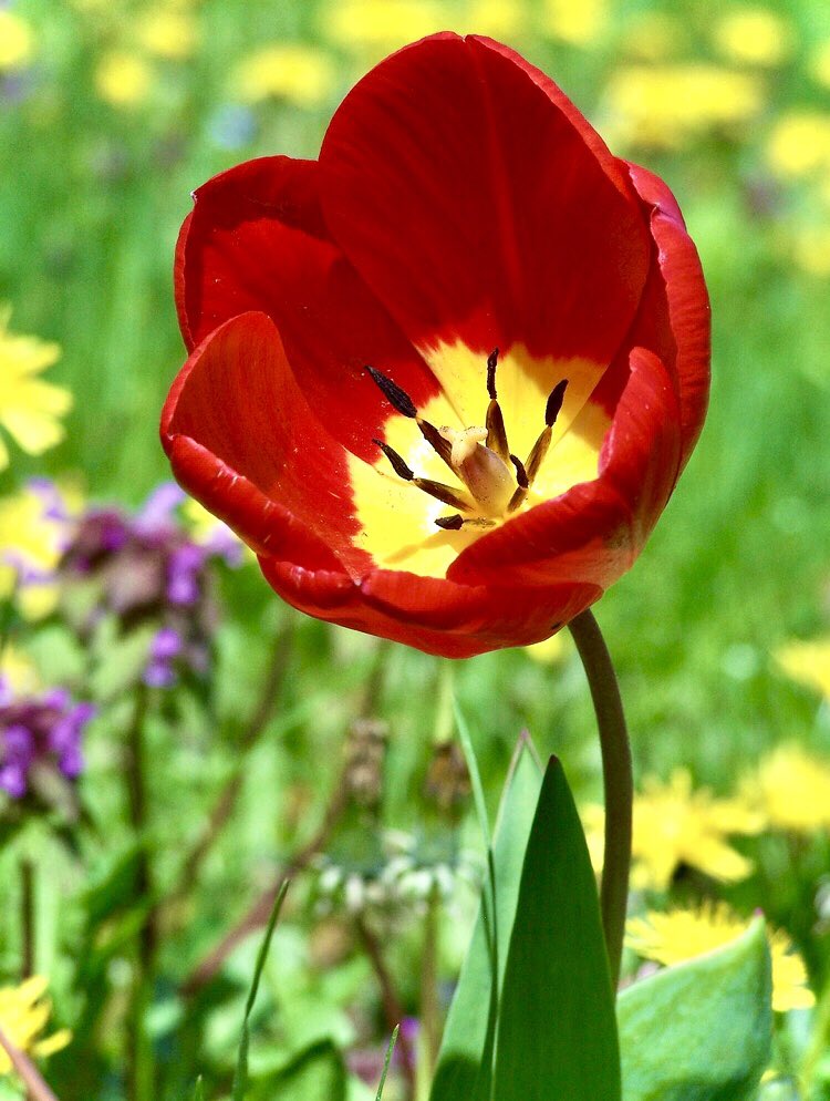 In landscapes drawn by 
the touch of love, 
in your arms, 
at home…

The most beautiful day for all ♥️🌿