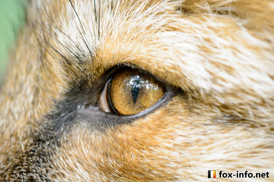 fox_info_net's tweet image. 瞳🦊
 #蔵王キツネ村 fox-info.net/fox-photo/arch…