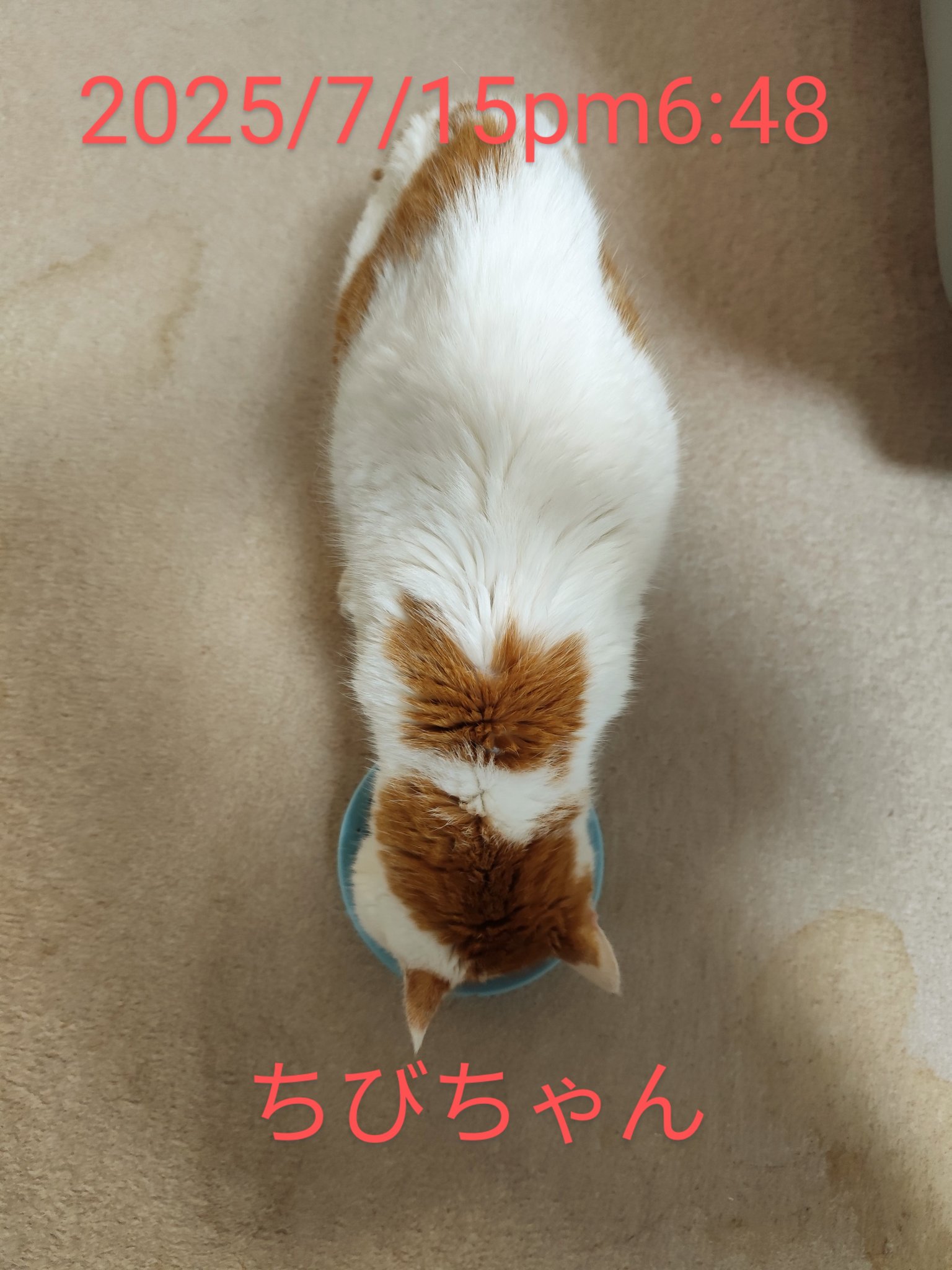 神楽月すう on X: 