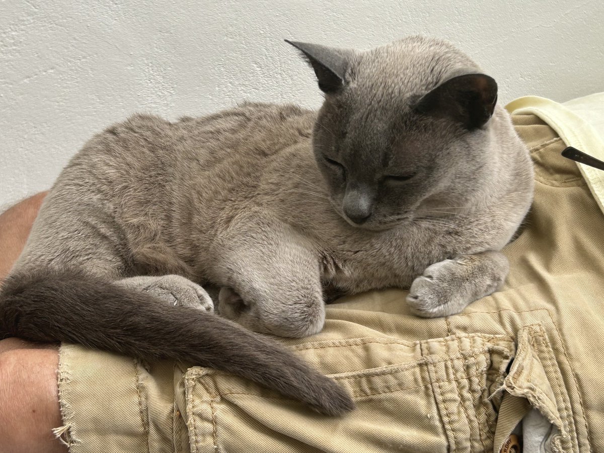 I’m 11 today! As befits my age and status, I’ll be doing very little. Treats, cuddles (when I want them), the best foods and some play time will make the perfect day.
