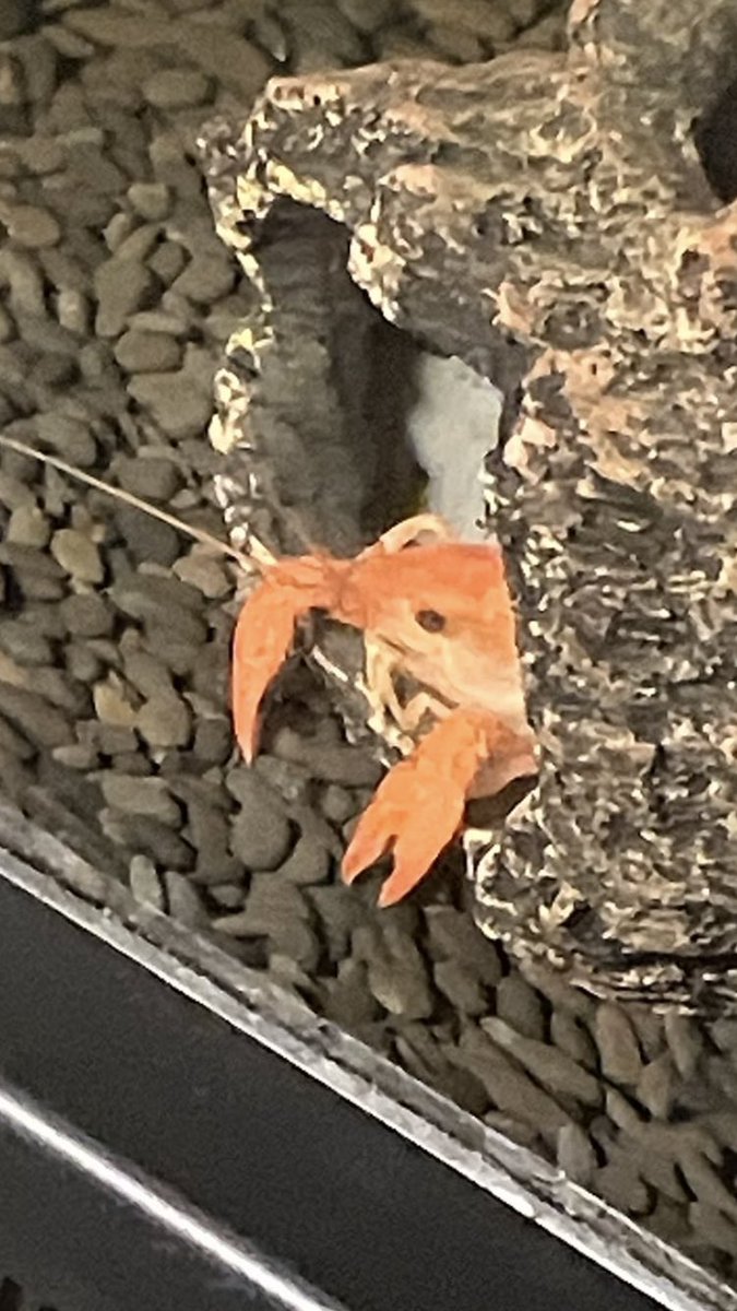 Her little tiny hands holding the edge of the log, I can't handle it 😭