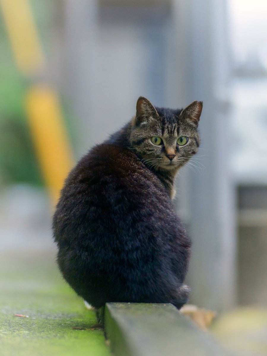 初ネコ カワイイ😺

#猫好きさんと繋がりたい
#写真好きな人と繋がりたい