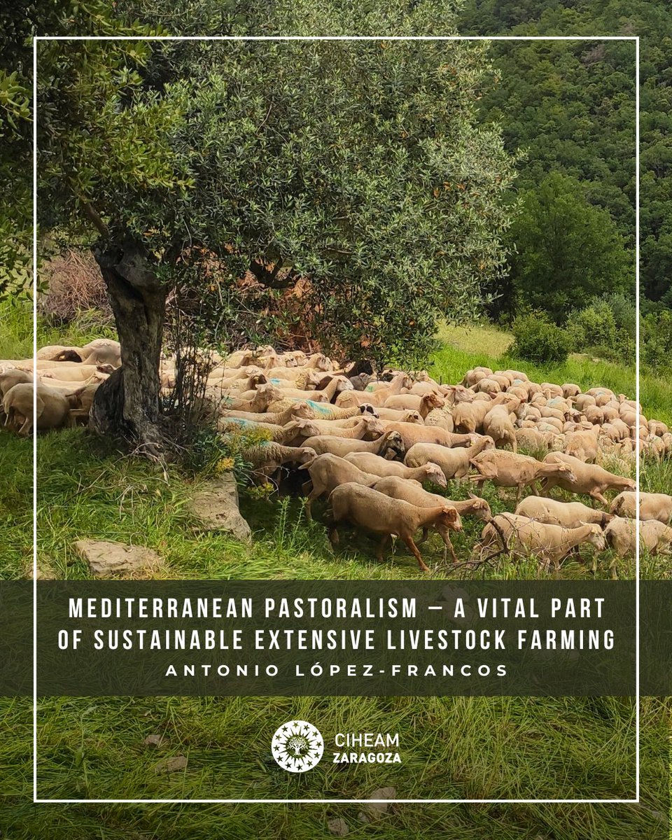 CIHEAMZaragoza's tweet image. 💡#OurInsights - Antonio López Francos from CIHEAM Zaragoza explores the role of #PASTINNOVA in advancing sustainable pastoral systems in the Mediterranean.

🔗 Read the article: iamz.ciheam.org/agendas/medite…

#Pastoralism #Rangelands2026 @pastinnova @PrimaProgram