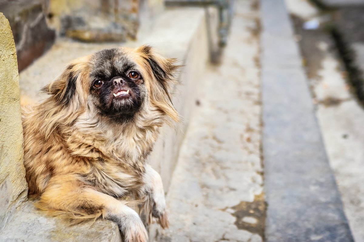JamieLedwith's tweet image. Here's a selection I call, 'Random Things With Teeth'. These were all taken in Havana. Maybe it's a Cuban thing. 

#Cuba #travelphotography #showmeyourteeth
