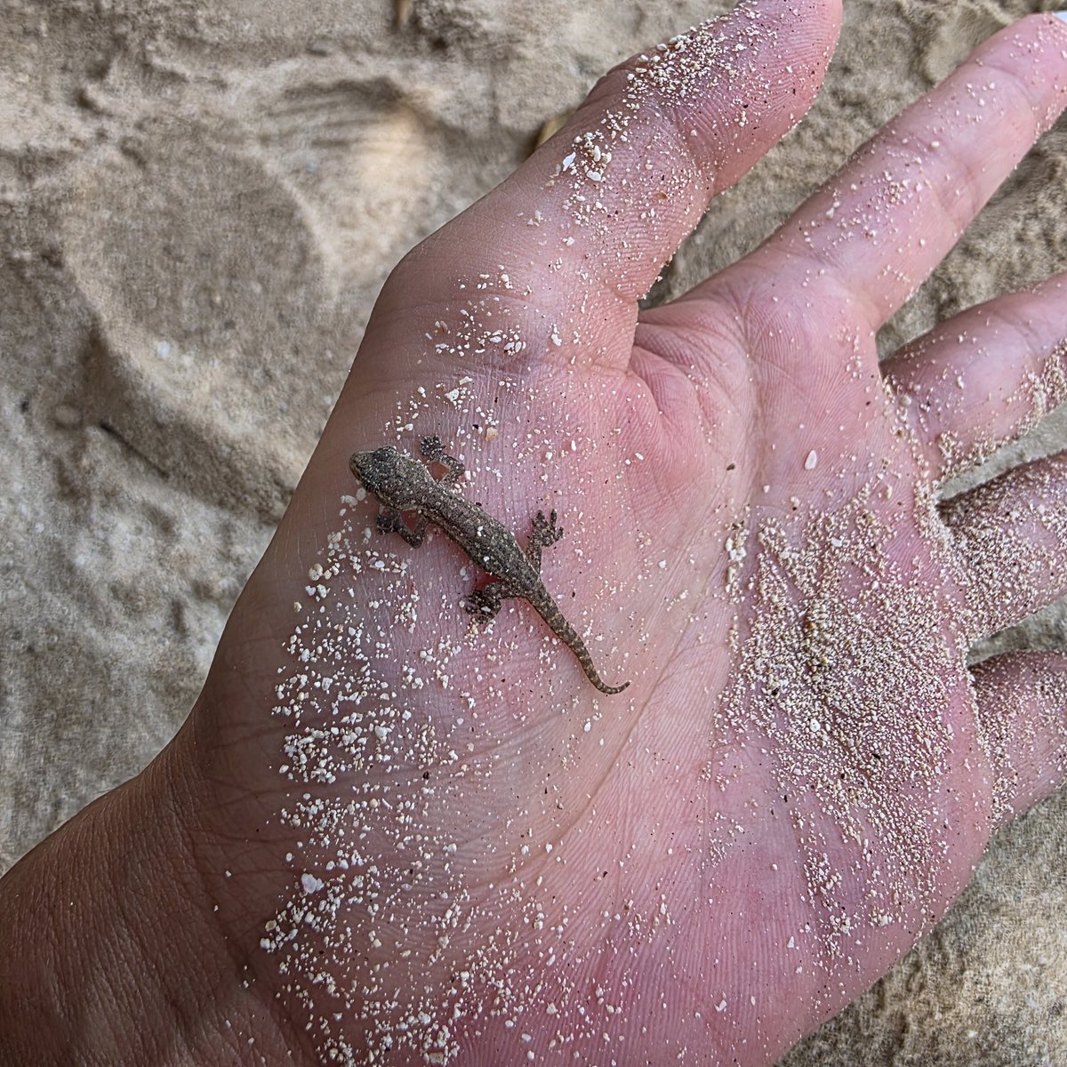 n_elfi_r's tweet image. この小ささかわいすぎる🥺