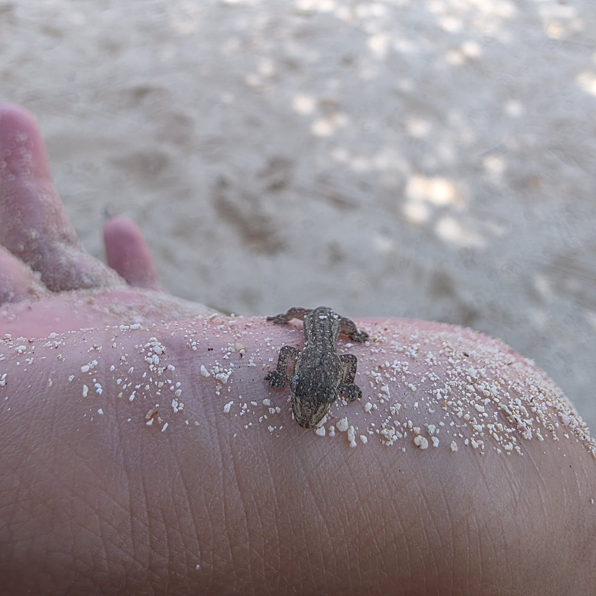 n_elfi_r's tweet image. この小ささかわいすぎる🥺