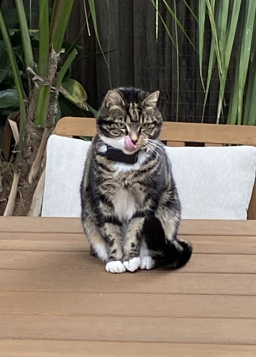 GetsPuppy's tweet image. Happy #TongueOutTuesday everyone #RosieTheCat