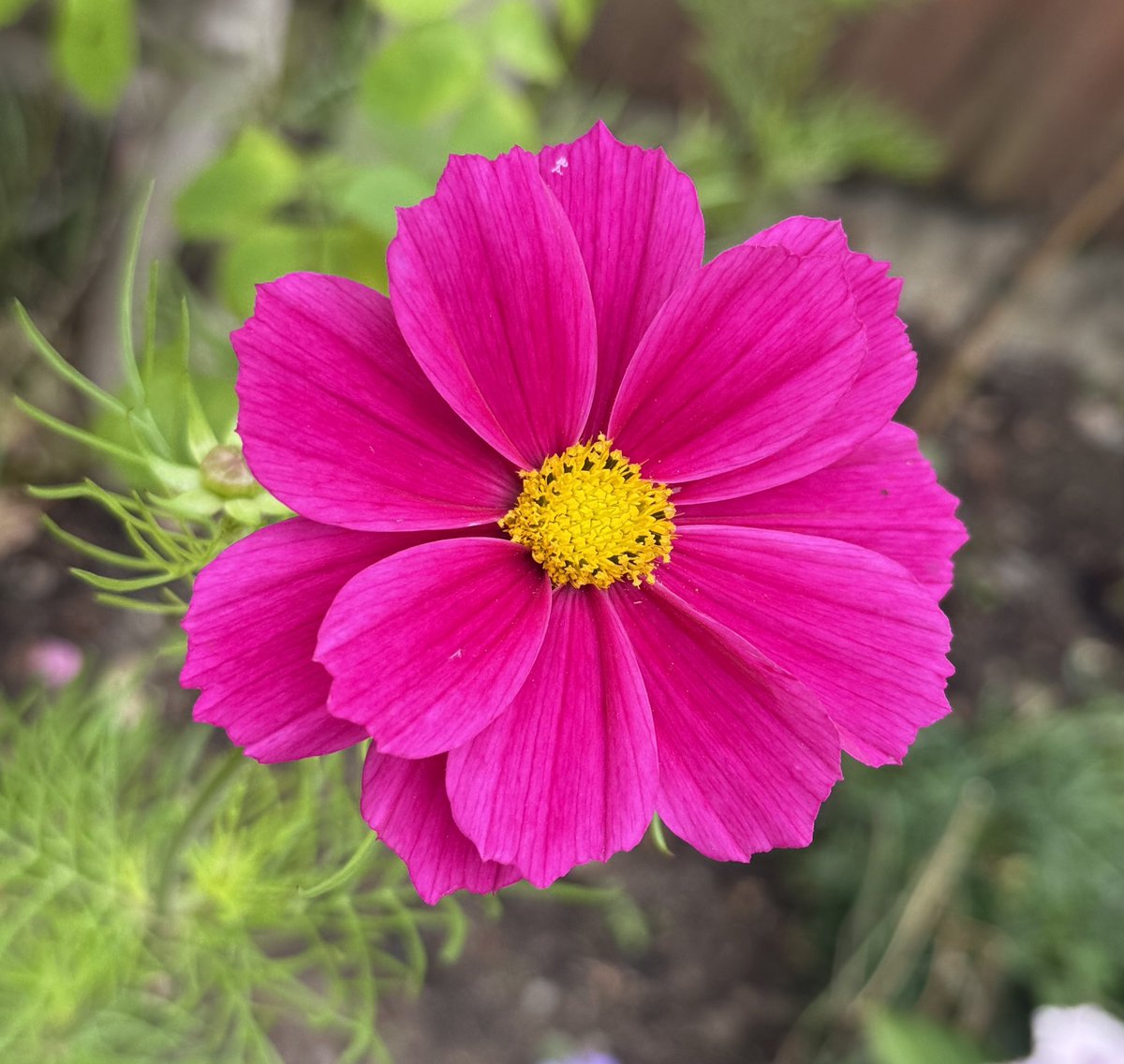Contrary_Clare's tweet image. Nice surprise when this #cosmos opened at the weekend! Have a lovely day everyone, don’t know about you but I’m missing the sun already! ♥️🩷🌸☔️ #Cosmoschallenge #MyGarden #GardeningX