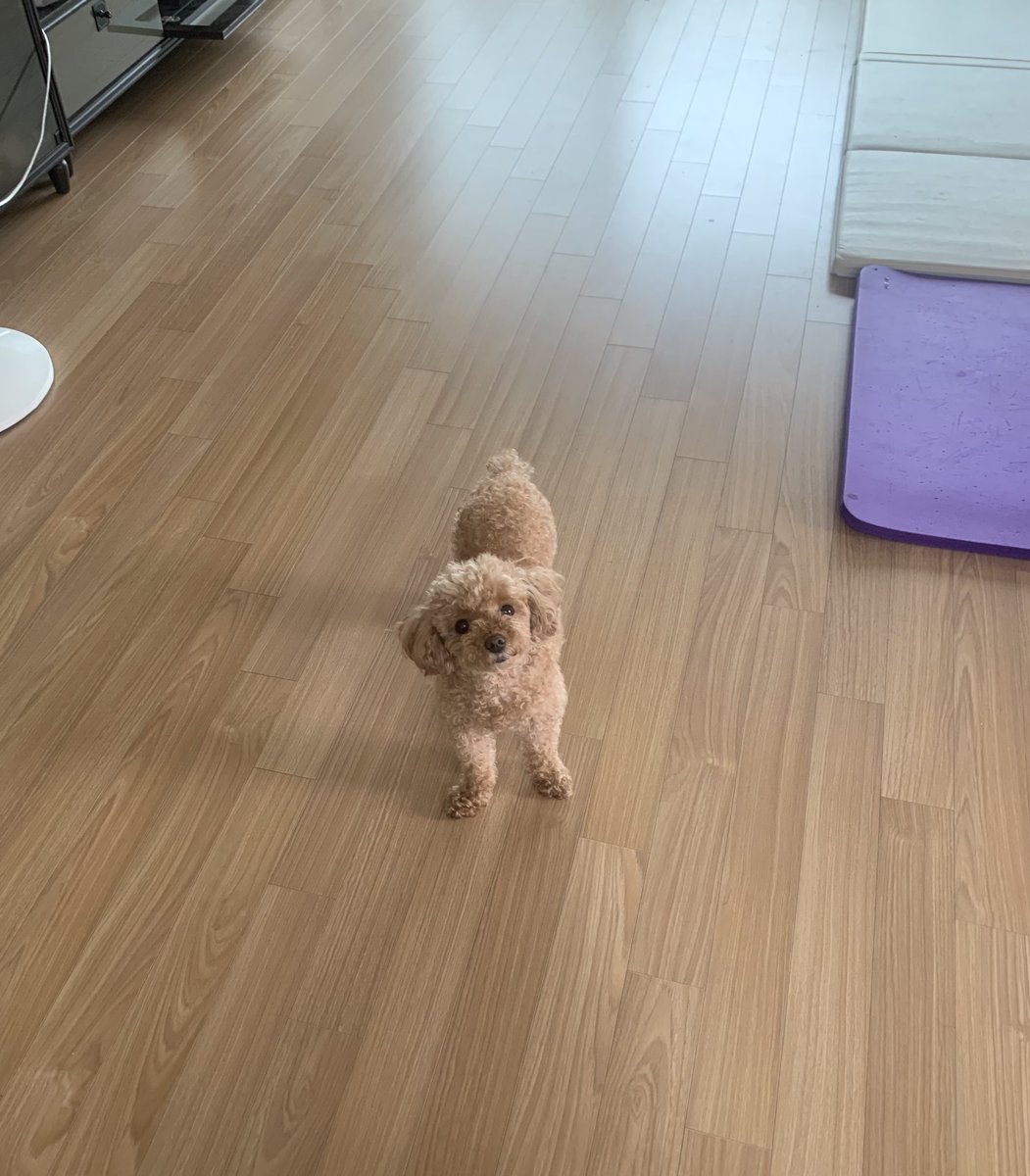 푸들 새찌 tweet media