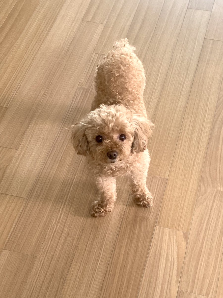 푸들 새찌 tweet media