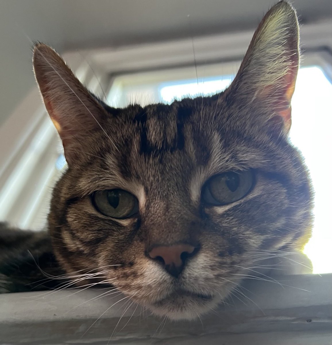 😺helloooo friends, wishing everyone a happy Tuesday 😺#HedgeWatch #CatsOfX 🧡