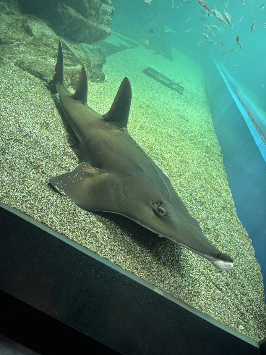 昨日、夫と2人で品川アクアパーク行ってきた🐬✨子どもと行くのに下見も兼ねて🐠年パス購入してきたよ☺️娘を連れて行くのが楽しみだ！
サメがたくさん居た！サメ🦈好きにはたまらない場所でした😭💗
もうすぐ夏休み…穏やかなママ目指します🫶（無理な予感しかない、この占いは当たる！笑）