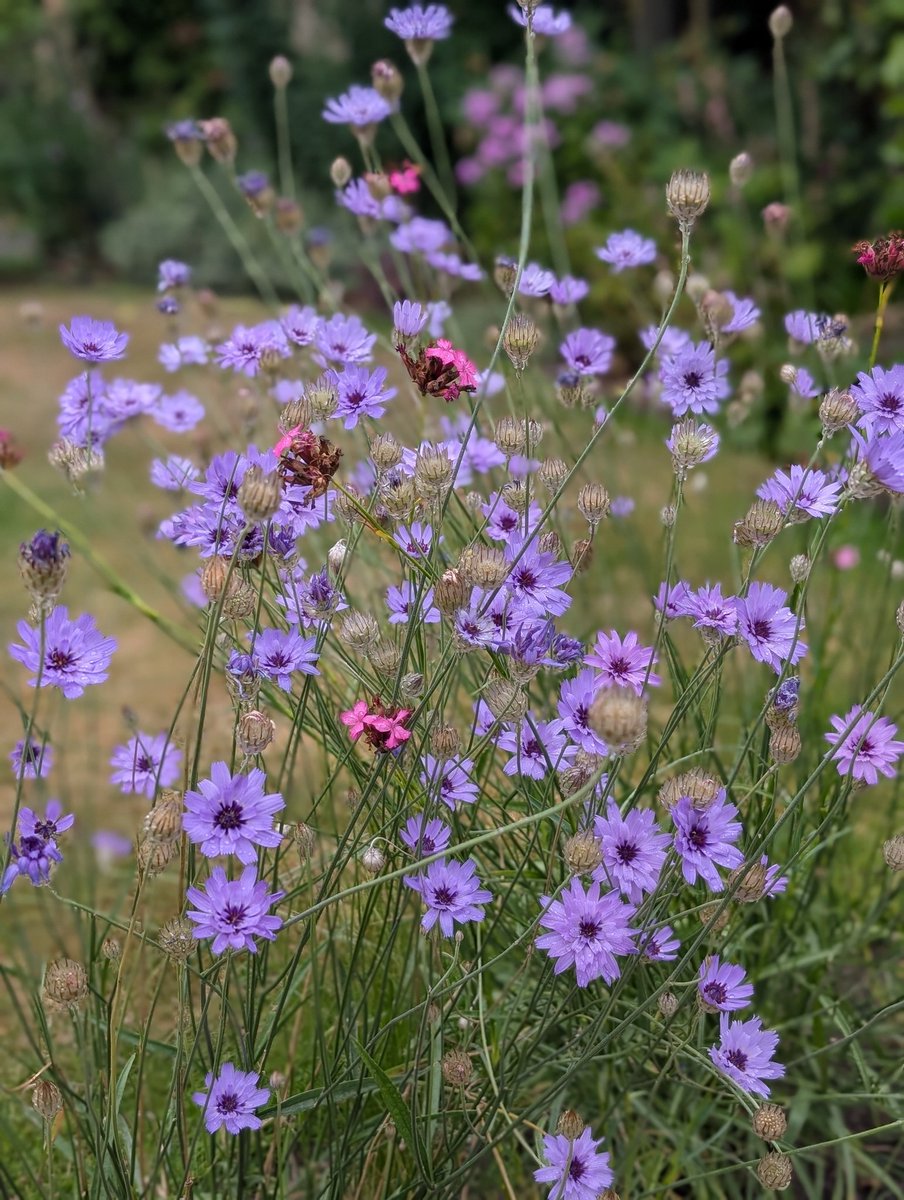 a1isonmoore's tweet image. My Catananche caerulea is loving the conditions this year, but I've noticed that the flowers close at the hottest time of day and then reopen. Can't find any reference to this online. Has anyone else noticed this? #TuesdayBlue
#mylittlegarden