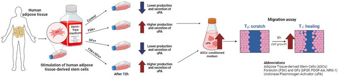 New research on enhancing adipose tissue-derived stem cells (ASCs) for clinical treatments! Discover how a short stimulation protocol in a xeno-free medium boosts regenerative properties. Read more: advanced.onlinelibrary.wiley.com/doi/10.1002/ad… #StemCellResearch #RegenerativeMedicine