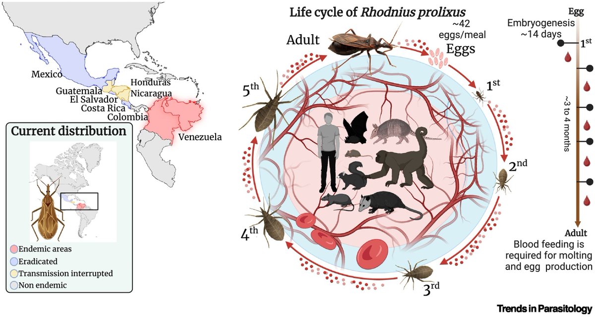TrendsParasitol's tweet image. Vector of the Month: #Rhodnius #prolixus, #KissingBug, one of the main vectors of #Trypanosoma #cruzi, the causative agent of #American #trypanosomiasis (#Chagas&apos; disease), authored by Radouane Ouali &amp;amp; Sabrina Bousbata @ULBruxelles

authors.elsevier.com/a/1lR9V5Eb1xN6…