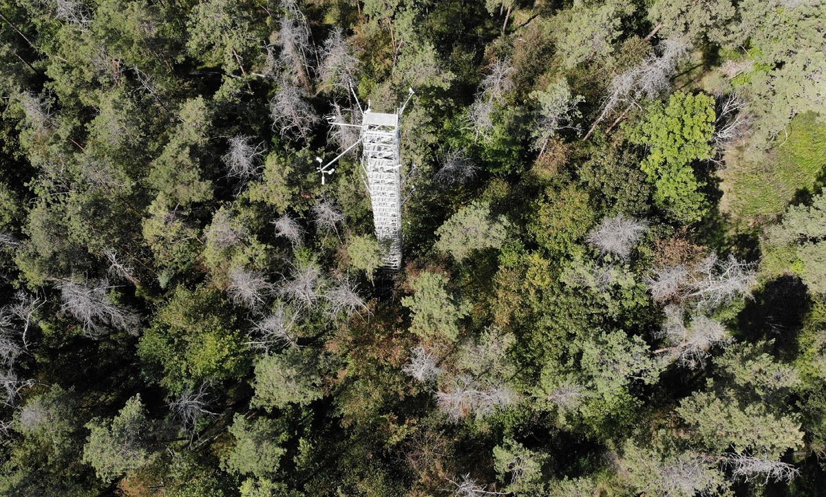 ICOS RI (@icos_ri) on Twitter photo 🌲A new study from <a href="/UniFreiburg/">Universität Freiburg</a> shows recurring years of heat and drought since 2018 have caused long-term damage to a pine forest in southwestern Germany.
The longitudinal observational study was conducted at ICOS Ecosystem station Hartheim.
Read more: icos-cp.eu/news-and-event… 🌲A new study from <a href="/UniFreiburg/">Universität Freiburg</a> shows recurring years of heat and drought since 2018 have caused long-term damage to a pine forest in southwestern Germany.
The longitudinal observational study was conducted at ICOS Ecosystem station Hartheim.
Read more: icos-cp.eu/news-and-event…