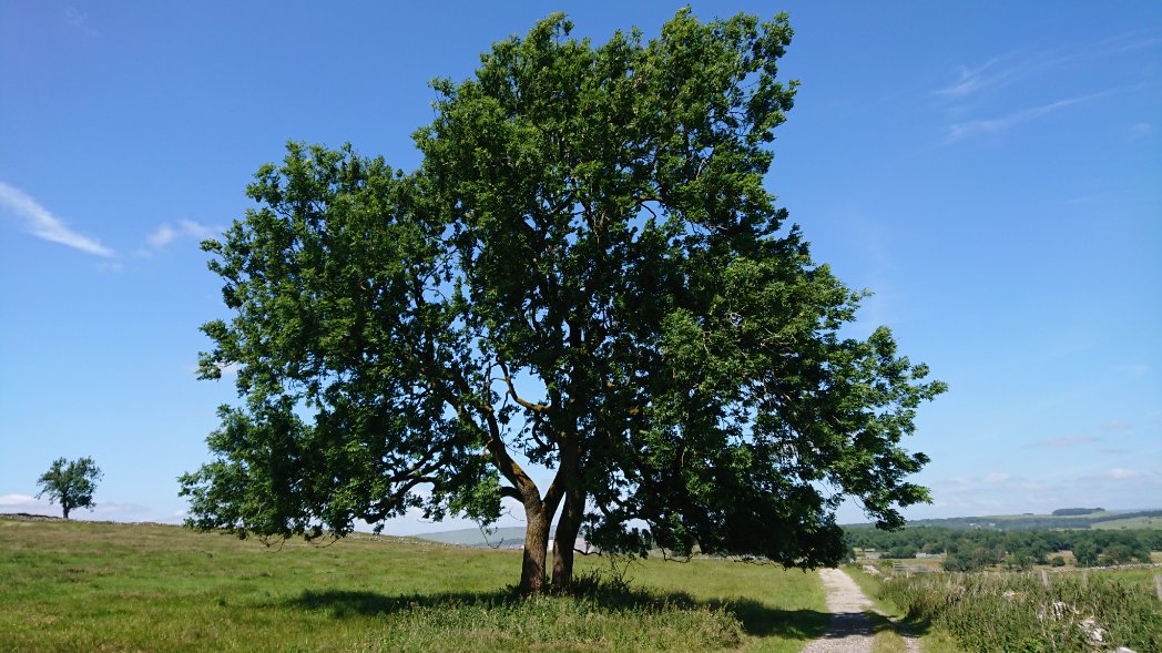 Bambigoesforth's tweet photo. Treeism is my new word for discrimination against #trees 
As it's #thicktrunktuesday please celebrate trees and find ways of including #treeism into you vocabulary
#nature #summer #woodland https://t.co/u12L4sSPWm