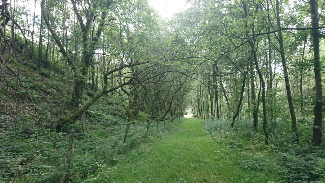 Bambigoesforth's tweet photo. Treeism is my new word for discrimination against #trees 
As it's #thicktrunktuesday please celebrate trees and find ways of including #treeism into you vocabulary
#nature #summer #woodland https://t.co/u12L4sSPWm