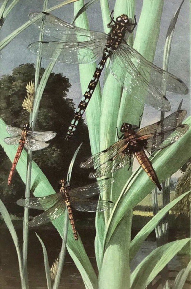 LBFlyawayhome's tweet image. Dragonflies
Artist: John Leigh-Pemberton
(Butterflies and Moths, 1965)