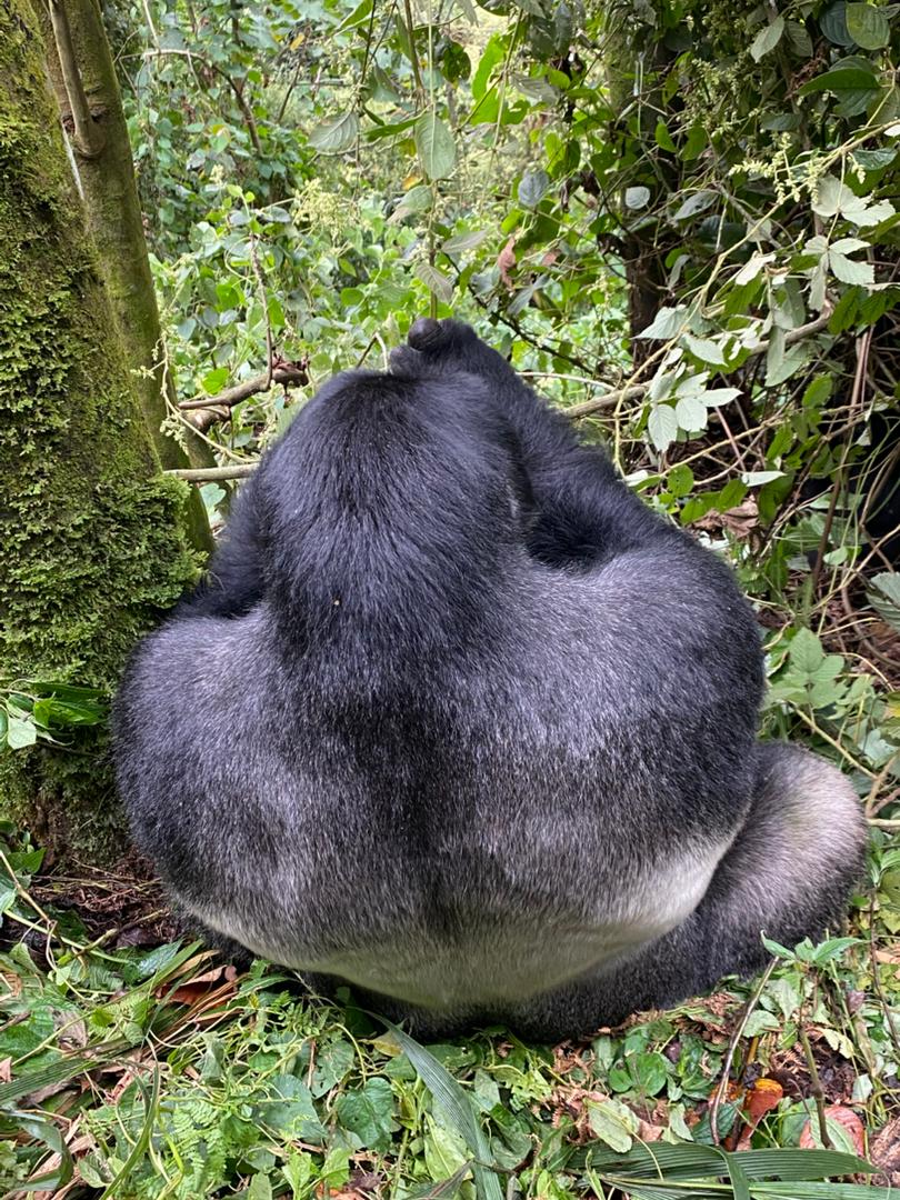 📍Bwindi Impenetrable National Park 

#TravelTuesday || #UniquelyOurs 

<a href="/LillyAjarova/">LillyAjarova</a>