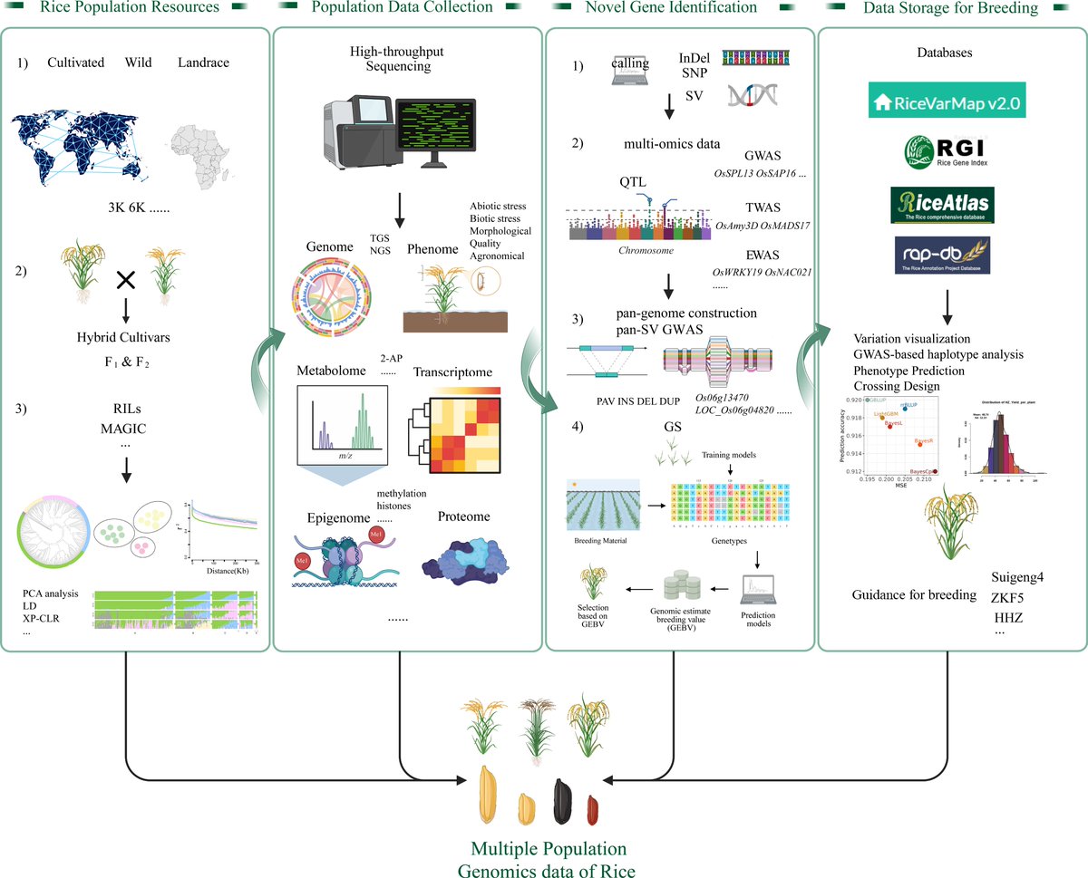 MaximumAcademic's tweet photo. #gComm
Rice genomics research reveals key traits for resilience and yield. 🌾🔍 New tools and AI advance breeding.
@GenomeBiology #newtool #genomics #rice
Details: https://t.co/iqYV7jUEMl https://t.co/megoLDiQOM