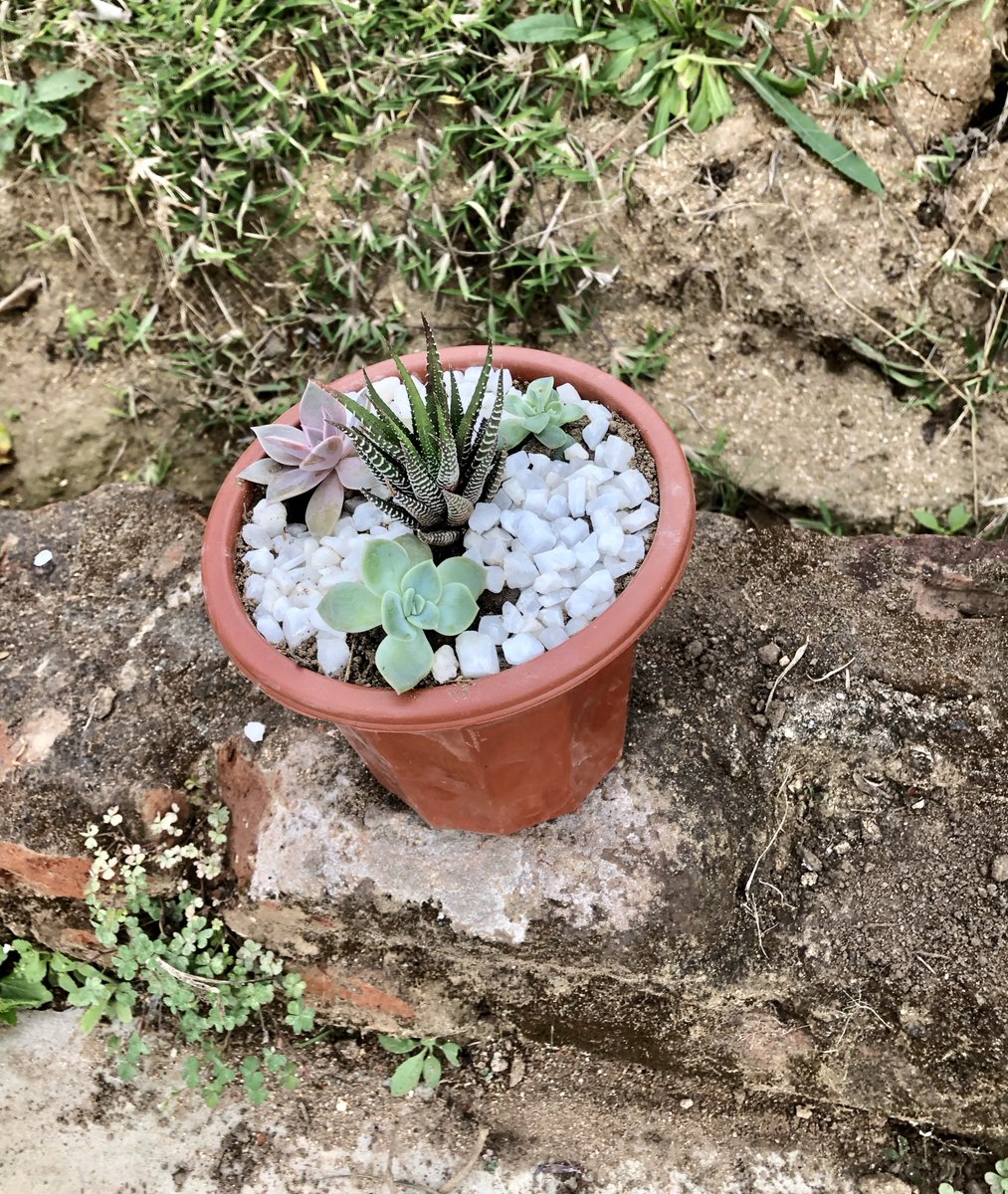 Indoor/Outdoor Plants(succulents) for sell
Big Pot : K 15,000
Medium: K12,000
K 24,000 for both pots.!
📍: Blantyre 

DM for Payment &amp; Delivery Details 📩

#Succulents #PlantsForSale
#Retweet