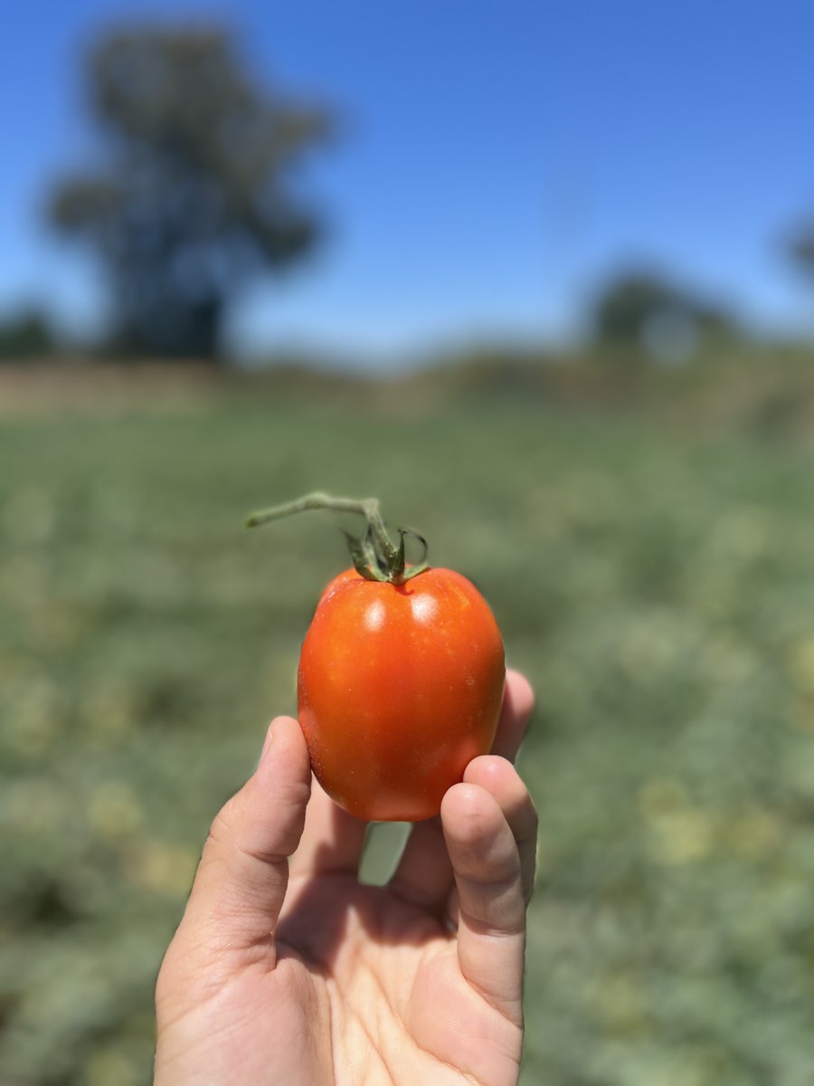 IslaSanabria's tweet photo. 🍅 ¡Se acerca la cosecha del #TomateBIO en ISLA SANABRIA SL!
La lluvia primaveral retrasó el inicio, pero la calidad es excepcional.
Producción para toda Europa hasta septiembre 🌍
Fresco, ecológico y calibrado desde nuestra central.
#AgriculturaEcológica #TomateFresco🍅 https://t.co/nVIrzFZlnV