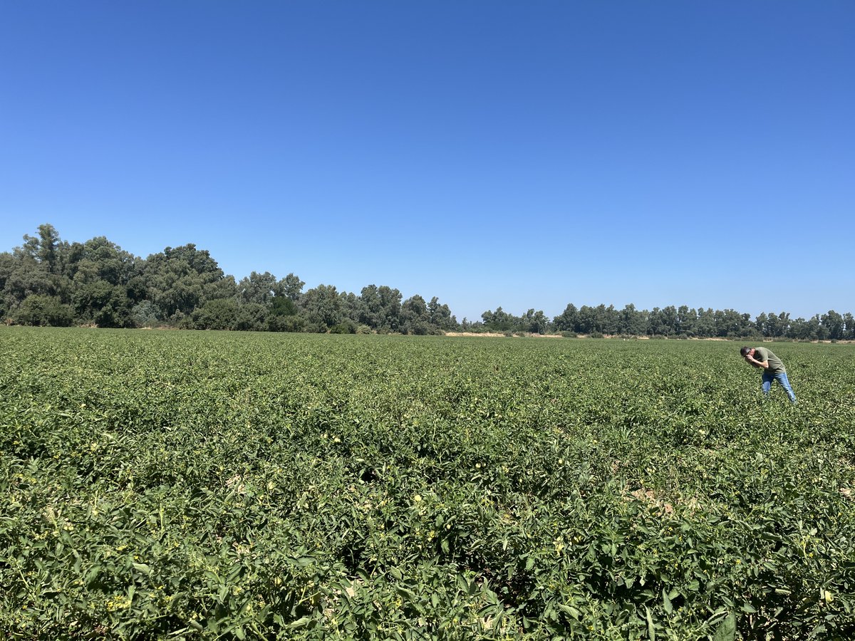 IslaSanabria's tweet photo. 🍅 ¡Se acerca la cosecha del #TomateBIO en ISLA SANABRIA SL!
La lluvia primaveral retrasó el inicio, pero la calidad es excepcional.
Producción para toda Europa hasta septiembre 🌍
Fresco, ecológico y calibrado desde nuestra central.
#AgriculturaEcológica #TomateFresco🍅 https://t.co/nVIrzFZlnV