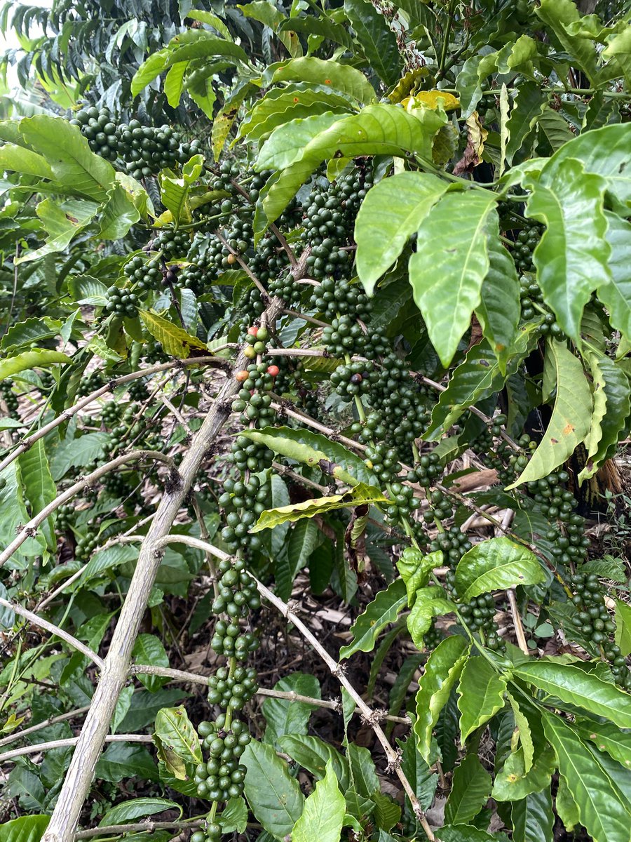 Muganzisecure's tweet image. Youths that have access to land and capital of about 2M yet wondering where to invest it for a long term cash flow and good returns , coffee farming is the way to go and those who need help and guidance on how to use the 2M to start up am here to help 
#YouthInCoffee