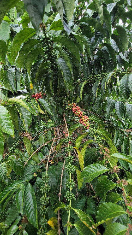 Muganzisecure's tweet image. Youths that have access to land and capital of about 2M yet wondering where to invest it for a long term cash flow and good returns , coffee farming is the way to go and those who need help and guidance on how to use the 2M to start up am here to help 
#YouthInCoffee