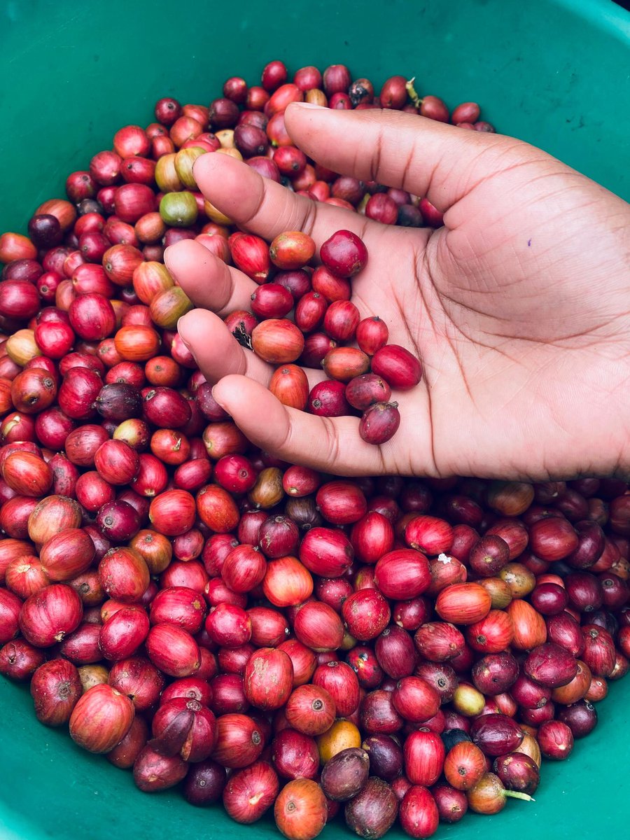 Muganzisecure's tweet image. Youths that have access to land and capital of about 2M yet wondering where to invest it for a long term cash flow and good returns , coffee farming is the way to go and those who need help and guidance on how to use the 2M to start up am here to help 
#YouthInCoffee