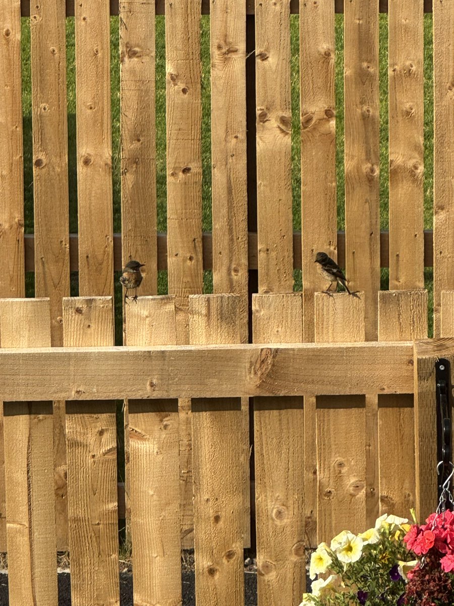highland_andy's tweet image. We may have moved to a new build property but we’re getting the occasional visit from some cool wee birds.
Wagtails, reed bunting and today a family of stonechats!