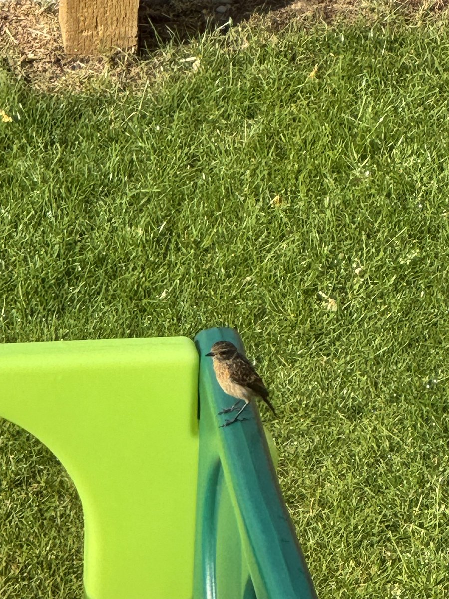 highland_andy's tweet image. We may have moved to a new build property but we’re getting the occasional visit from some cool wee birds.
Wagtails, reed bunting and today a family of stonechats!
