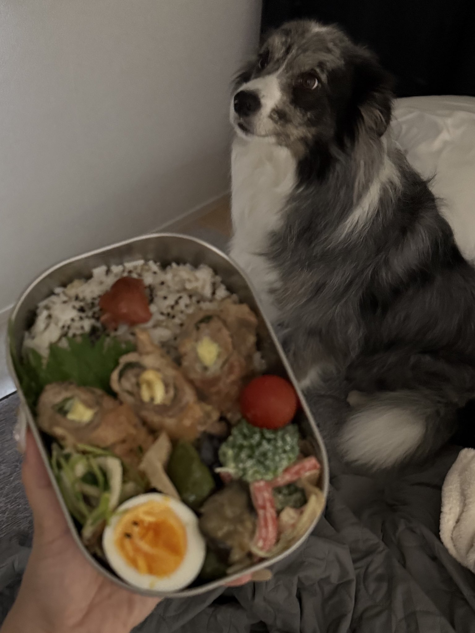 ぴちゃん (@pityannn717) / X