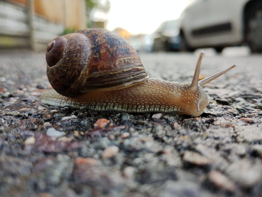 Scientist Ronald Jenner has suggested a new definition of venom as an internally delivered secretion that an organism uses to produce a 'negative extended phenotype' in another that benefits the producer at the recipient’s expense. doi.org/10.1016/j.tree…