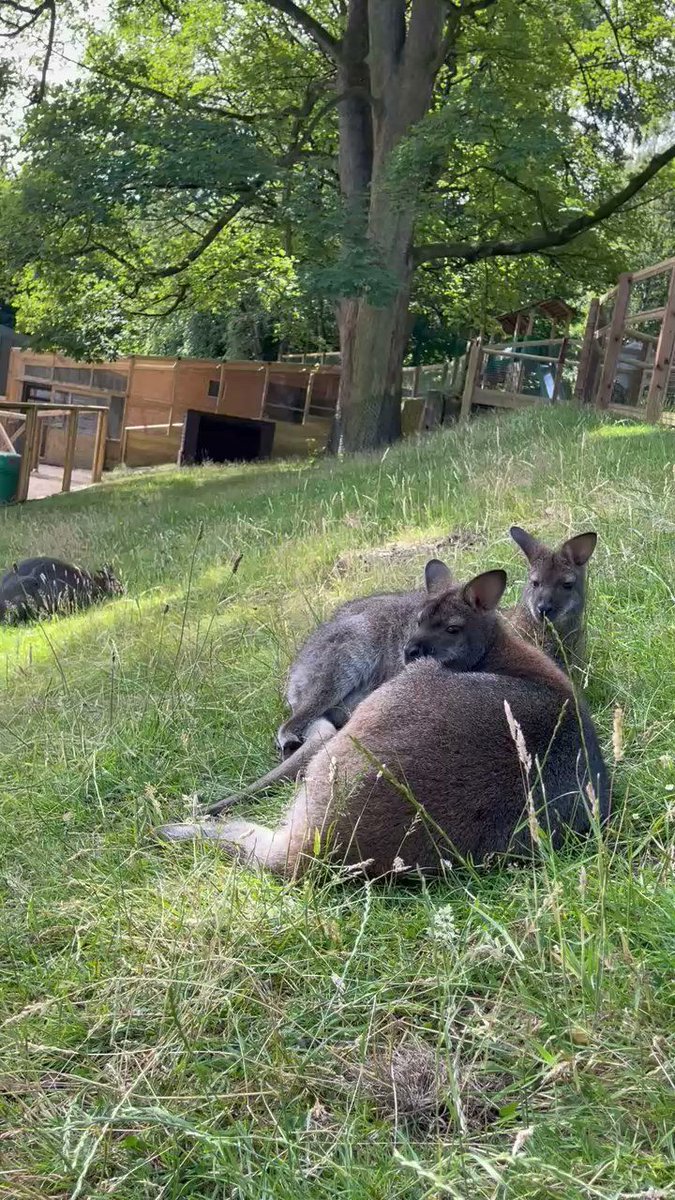 dudleyzoo's tweet image. Have you spotted our Red-necked wallabies in their new home?
After relocating to make way for our new castle-themed playground, they’ve moved down the hill to a newly built paddock on the farm.
Take a look the next time you're on site!