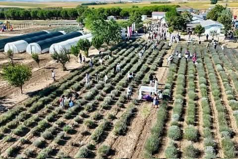 Silivri Belediyemizin tıbbi ve aromatik bitki üretimi çalışmaları kapsamında bugün Tarımsal Üretim ve Araştırma Merkezinde düzenlenen “Lavanta Hasat Şenliğine” katılım sağladık.